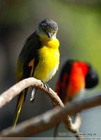 五彩缤纷的山椒鸟