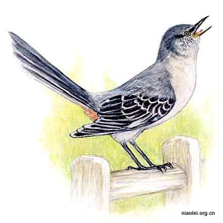 美国50州的州徽、州花、州树、州鸟(上)