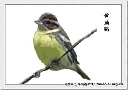 家庭笼养鸟类图鉴之雀科鸟