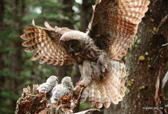[组图]乌林鸮 Great Grey Owl 大灰猫头鹰