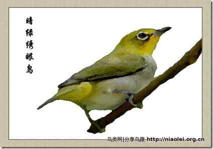 笼养鸟：连载结束