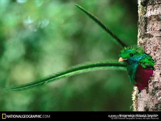 危地马拉国鸟:天堂大丽鹃(自由鸟)