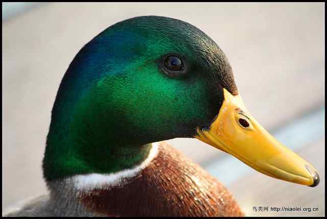 关于绿头鸭