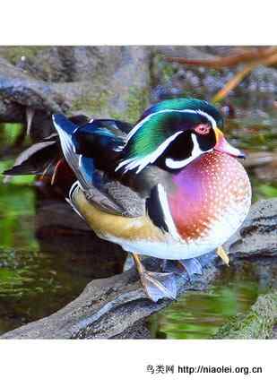 Drs. Foster and Smith鸟类摄影大赛之蜂鸟