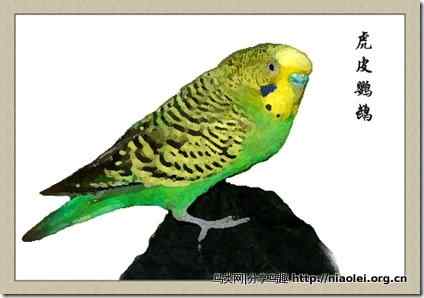 笼养鸟：鹦鹉类
