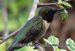 十大长途旅行动物