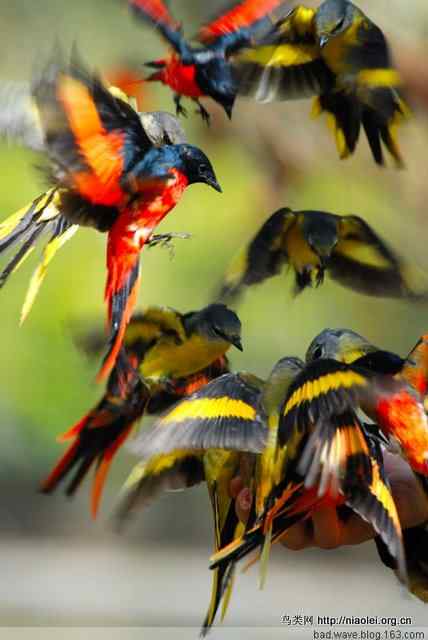 五彩缤纷的山椒鸟