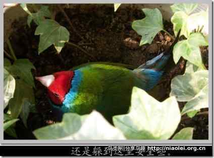 七彩文鸟装死逃生