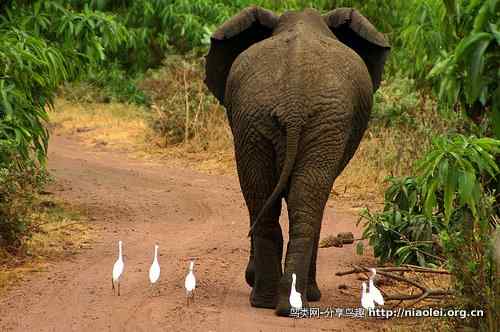 大屁股象和牛背鹭