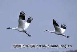 十大长途旅行动物