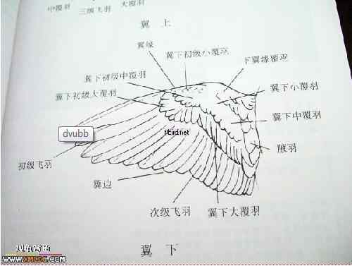 鸟类身体部位图解