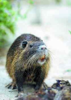 七大灭门杀手 七大灭门杀手