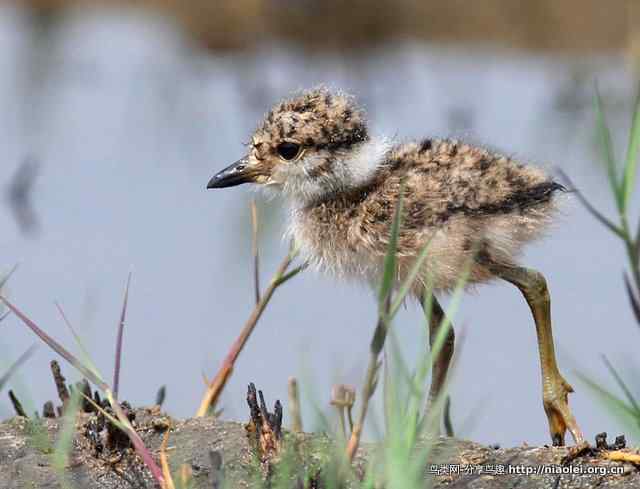 灰头麦鸡 盘锦观鸟