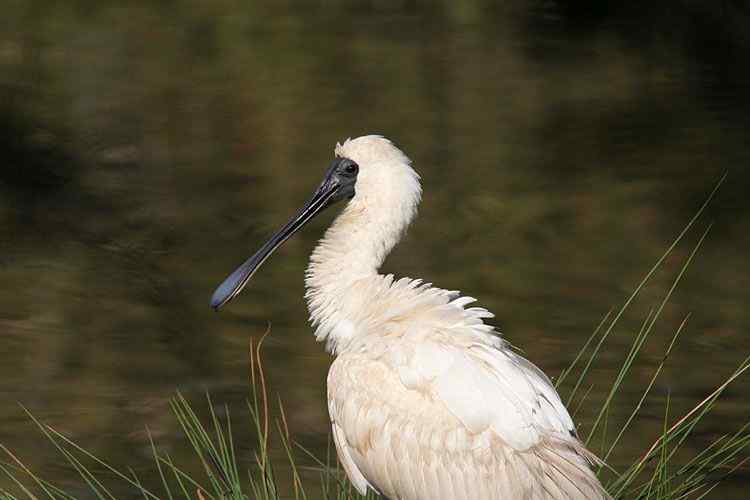 在澳洲拍鸟:澳洲琵鹭