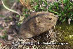 十大长途旅行动物