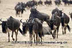 十大长途旅行动物