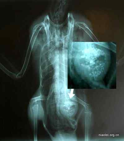 野鸭子胃中表情痛苦的外星人！