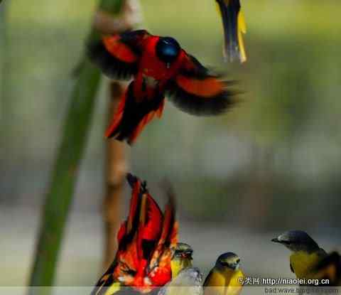 五彩缤纷的山椒鸟