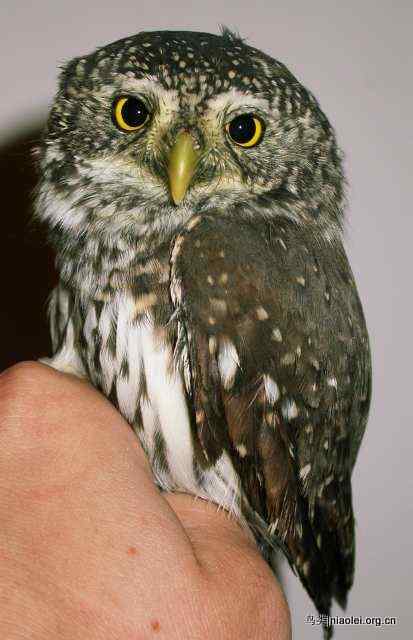 东北最小的猫头鹰——花头鸺鹠( Pigmy Owlet)