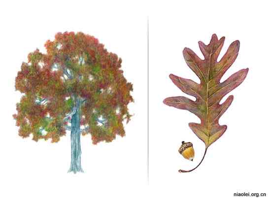 美国50州的州徽、州花、州树、州鸟(上)