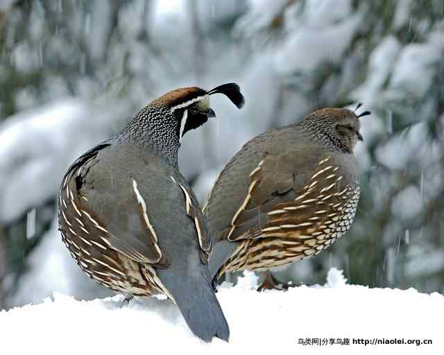 加利福尼亚州鸟:加州鹌鹑