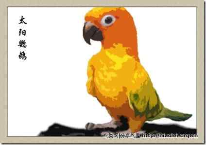 笼养鸟：鹦鹉类
