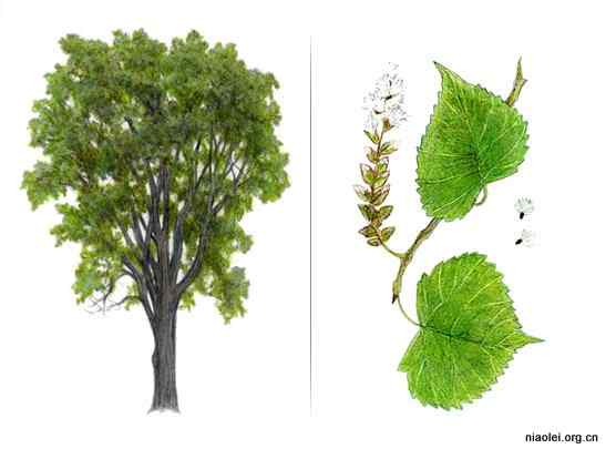 美国50州的州徽、州花、州树、州鸟(下)