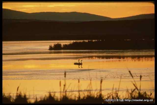 暮色残阳中的鸟