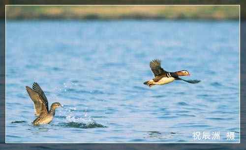 祝辰洲:鸳鸯最具国鸟素质