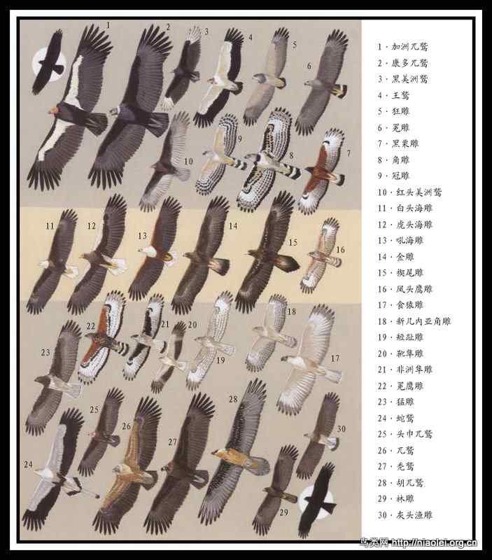 30种大型猛禽的体型对比图