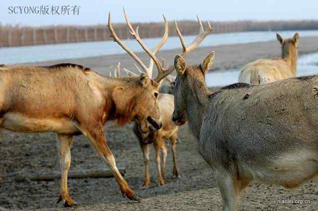 中国十种最最珍稀、濒危、特有的野生动物 中国十种最最珍稀、濒危、特有的野生动物