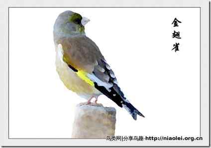 家庭笼养鸟类图鉴之雀科鸟