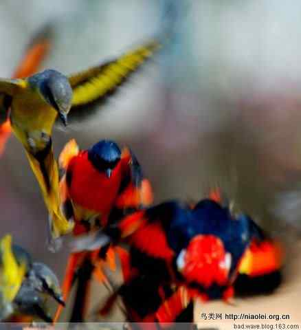 五彩缤纷的山椒鸟