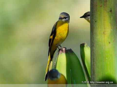 五彩缤纷的山椒鸟