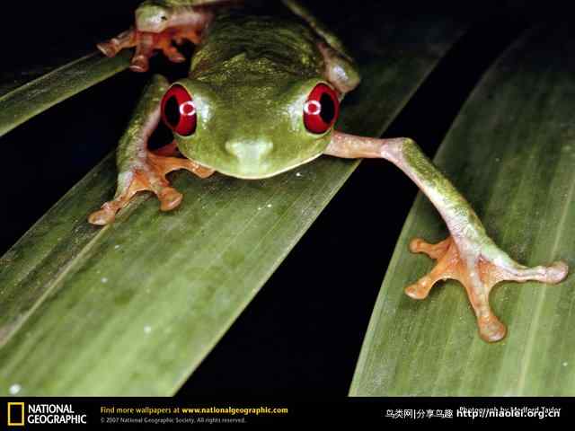 高清美国国家地理动物壁纸