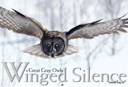 [组图]乌林鸮 Great Grey Owl 大灰猫头鹰