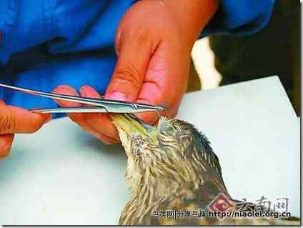 中国《动物保护法》起草 志在保障动物福利