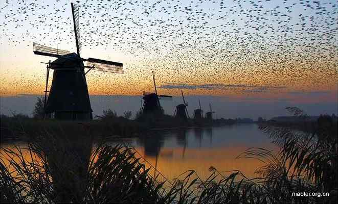 让你见识下什么叫鸟&ldquo;群&rdquo;