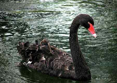 国鸟：澳洲黑天鹅和美国白头鹰(中英文对照阅读)