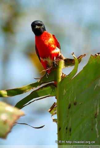 五彩缤纷的山椒鸟