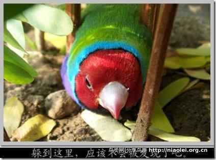 七彩文鸟装死逃生