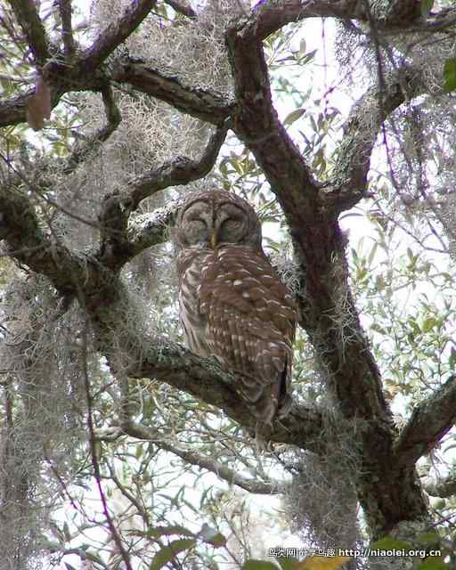 微笑眨眼的猫头鹰