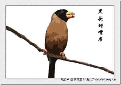 家庭笼养鸟类图鉴之雀科鸟