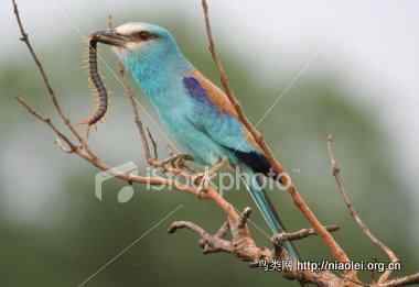 早起的鸟儿有虫吃 | The early bird catches the worm