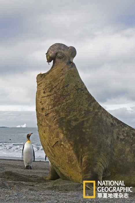《仰望》 企鹅与象海豹