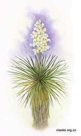 美国50州的州徽、州花、州树、州鸟(下)