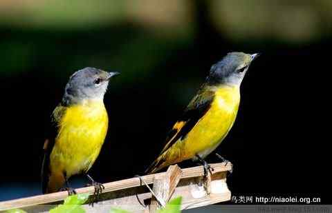 五彩缤纷的山椒鸟