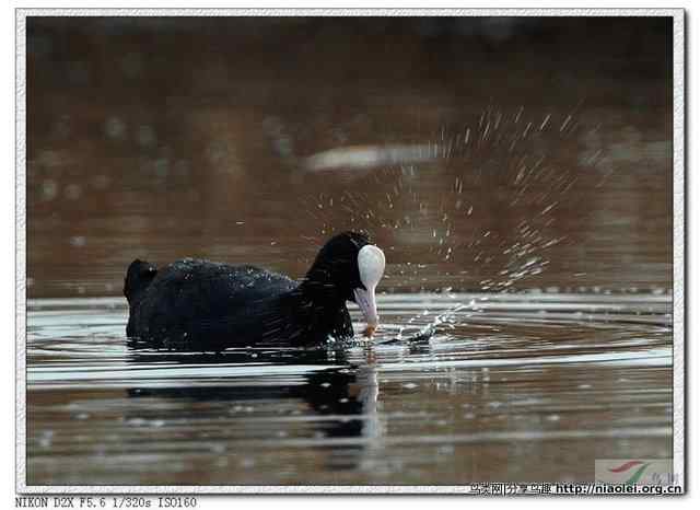 骨顶鸡摄影图片一张