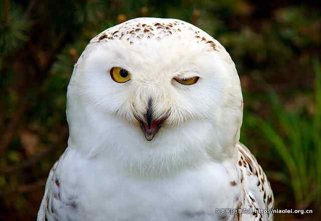 微笑眨眼的猫头鹰