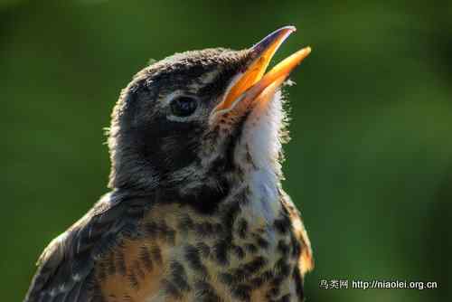 早起的鸟儿有虫吃 | The early bird catches the worm